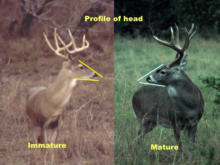 older mature texas Older mature texas